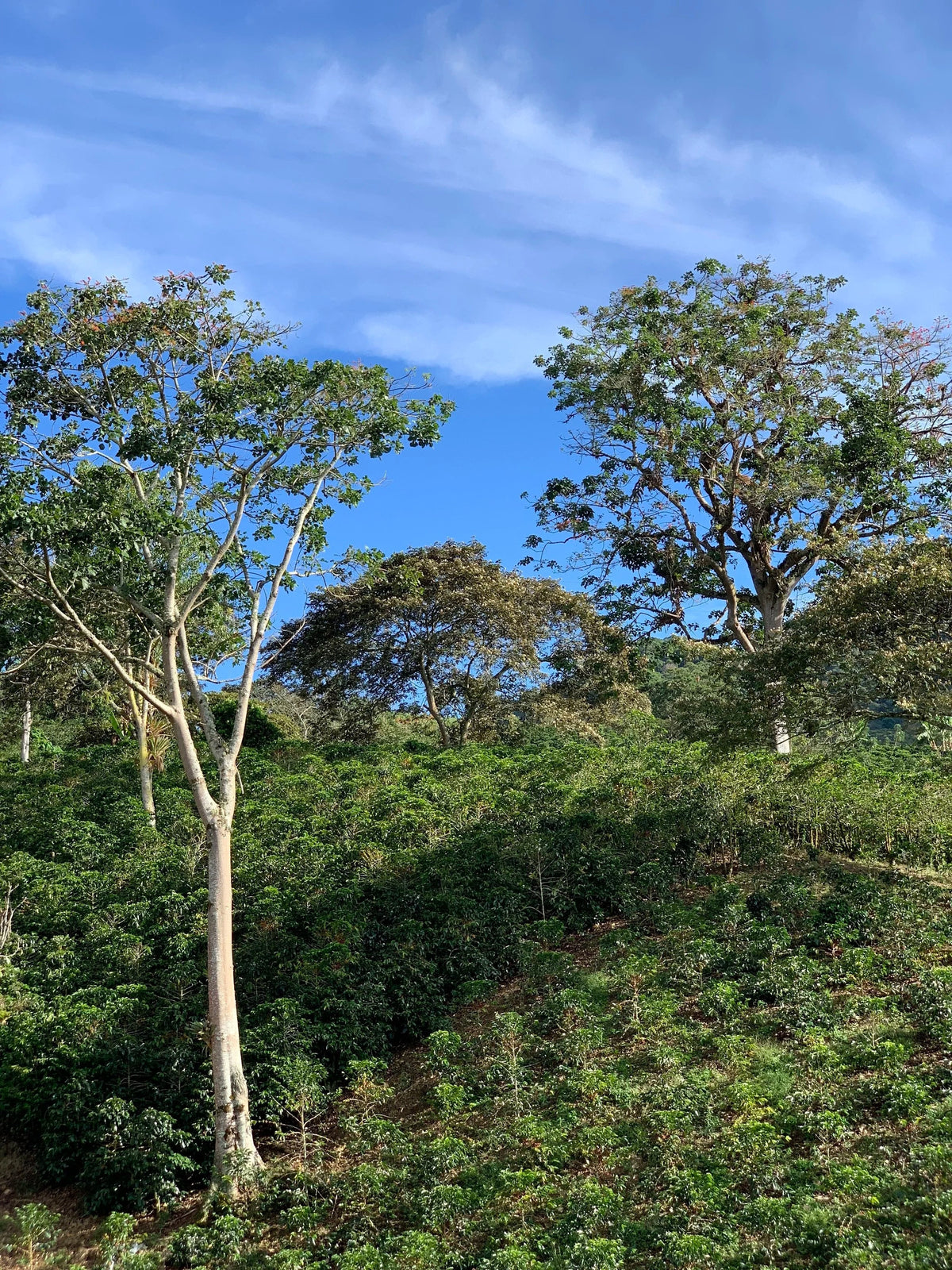 Colombian Los Guaduales Yury Montanchez Washed Process