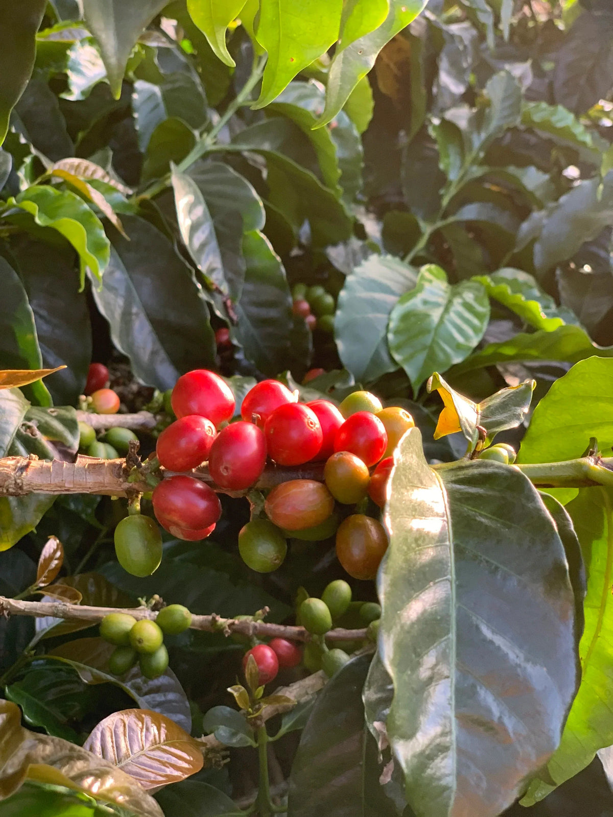 Colombian Los Guaduales Yury Montanchez Washed Process