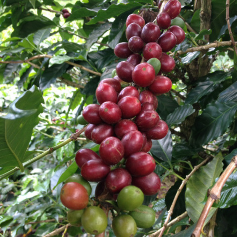 Colombian Las Palmas Efren Echeverri